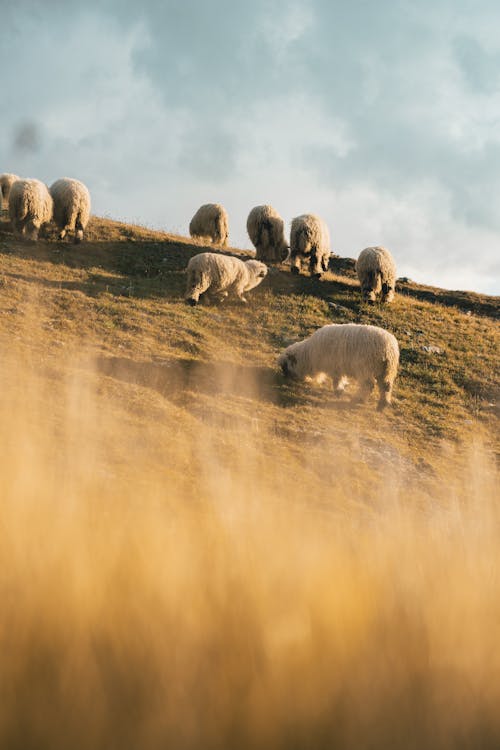 Herd of Sheep on Grassland