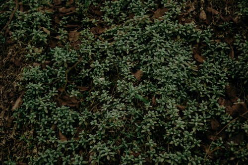 녹색 식물의 선택적 초점 사진