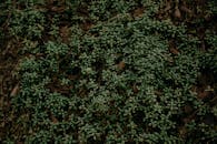 地面上覆盖着郁郁葱葱的绿色植物和落叶，显得黑暗而大气