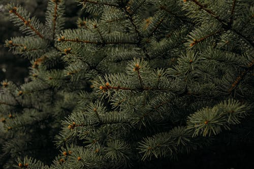 Shallow Focus Photography of Green Leaves