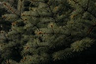 在黑暗的户外环境中，详细拍摄了针叶树枝，其针头呈现丰富的绿色