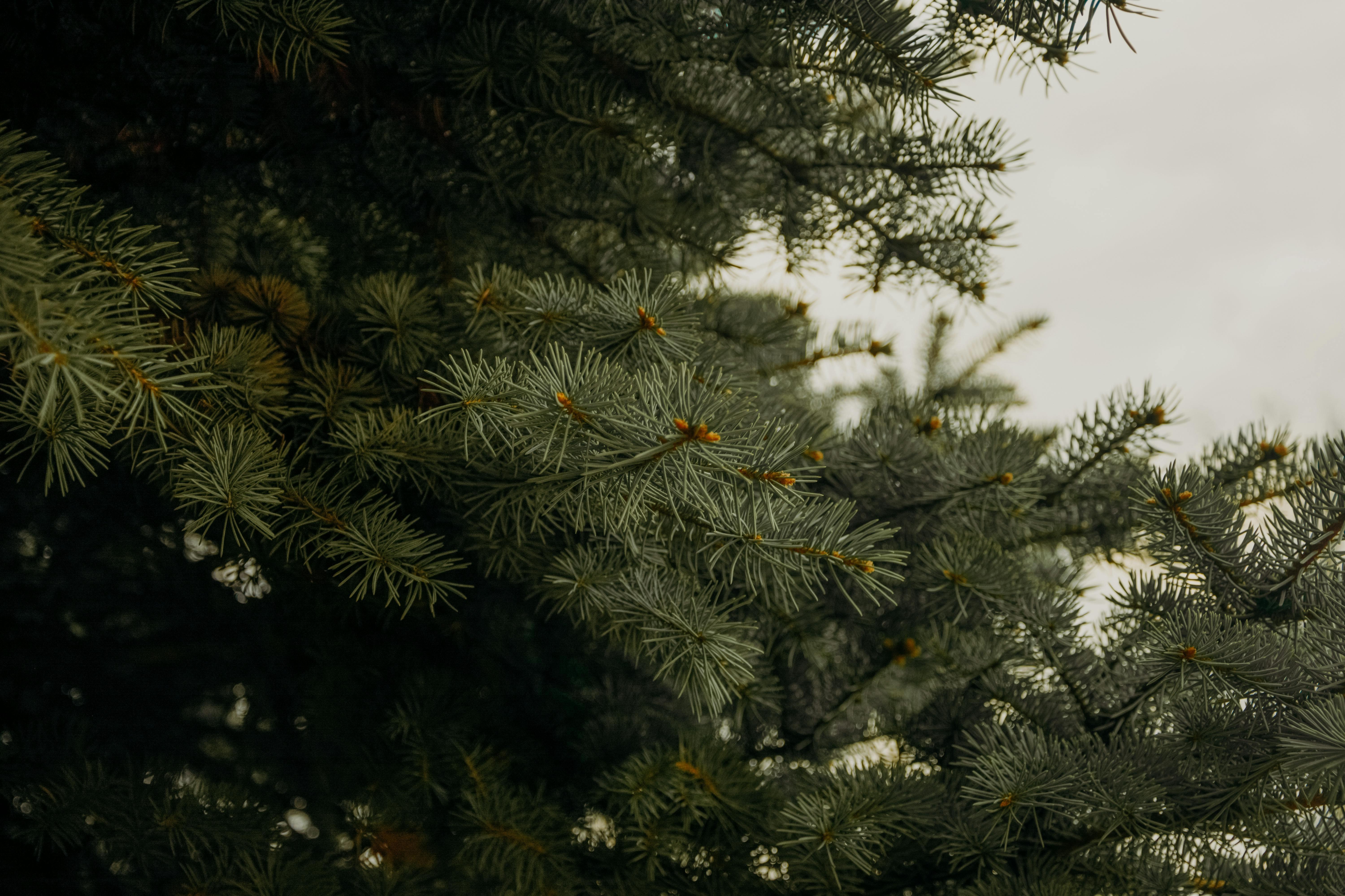 Green Pine Tree Leaves Free Stock Photo