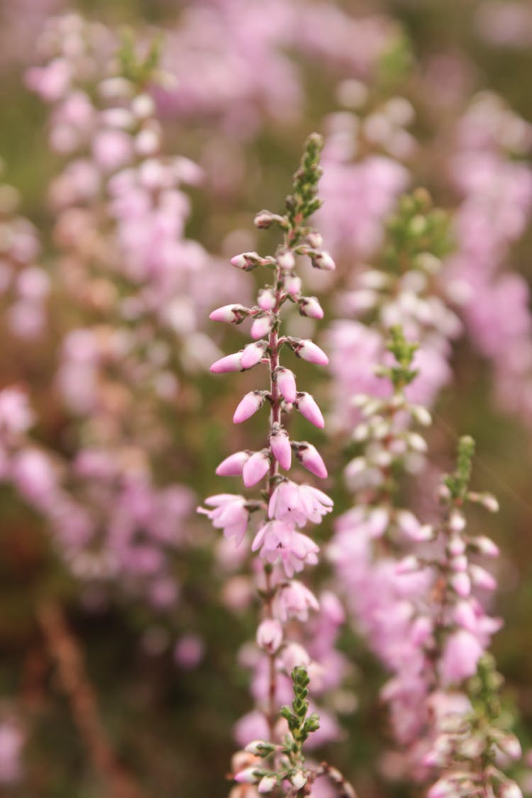 Beautiful Heather Flower Buds In Tilt Shift Lens