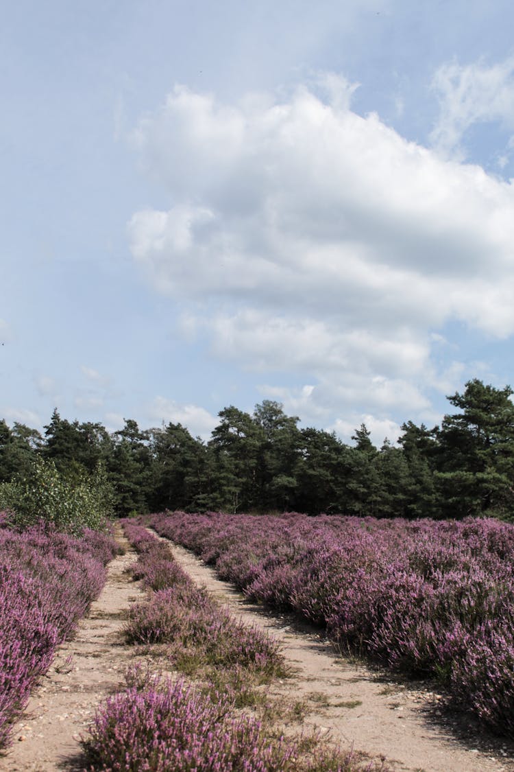 Heather Field Under White Clouds