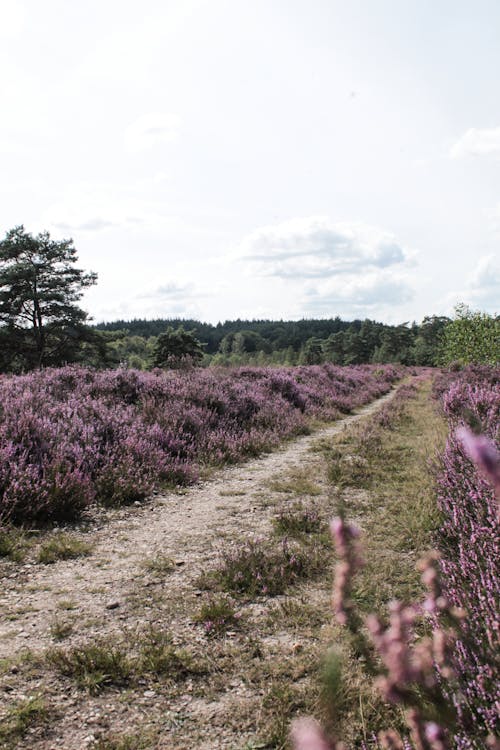 A Beautiful Purple Flower Field 