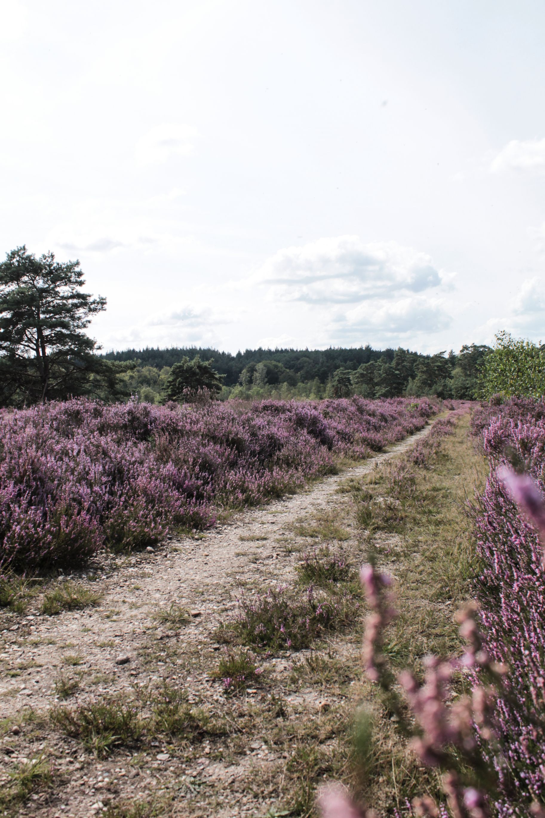 A Beautiful Purple Flower Field · Free Stock Photo