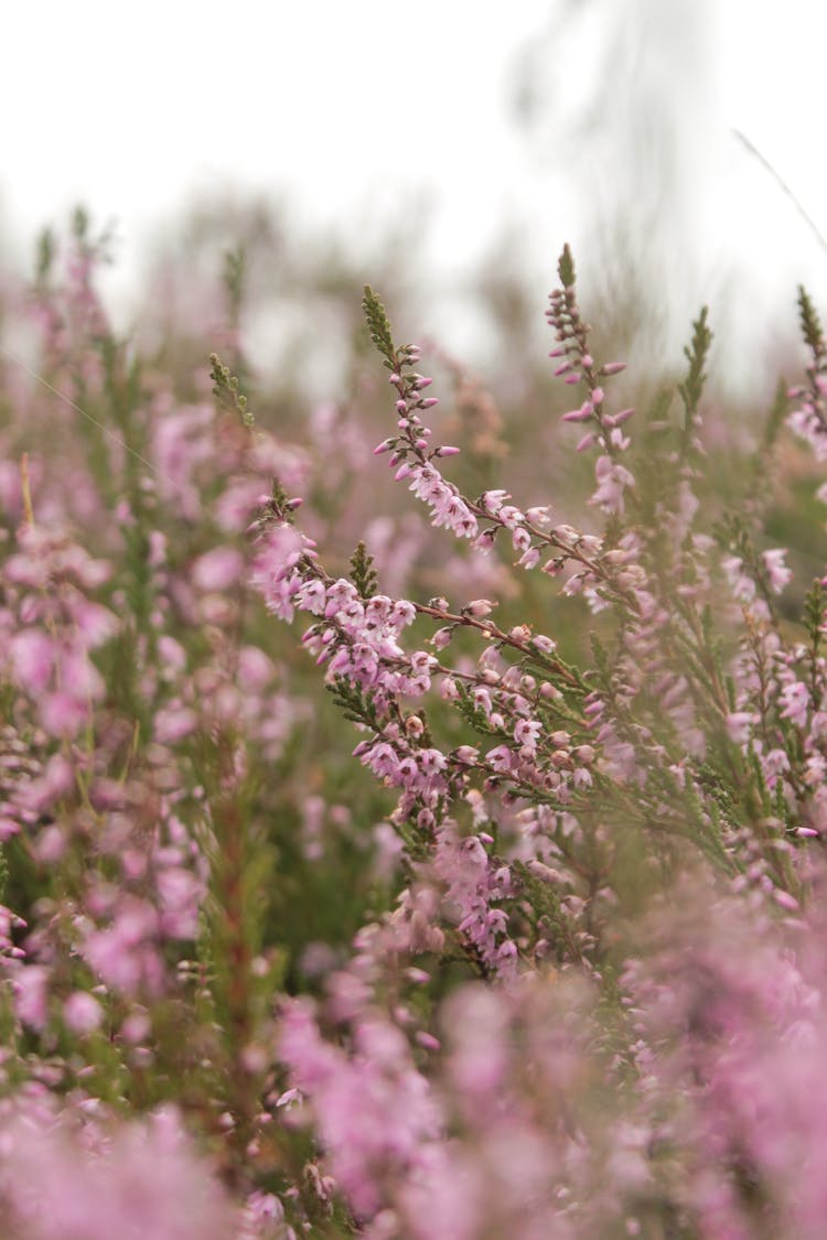 Close Up Of Flowers In A Field