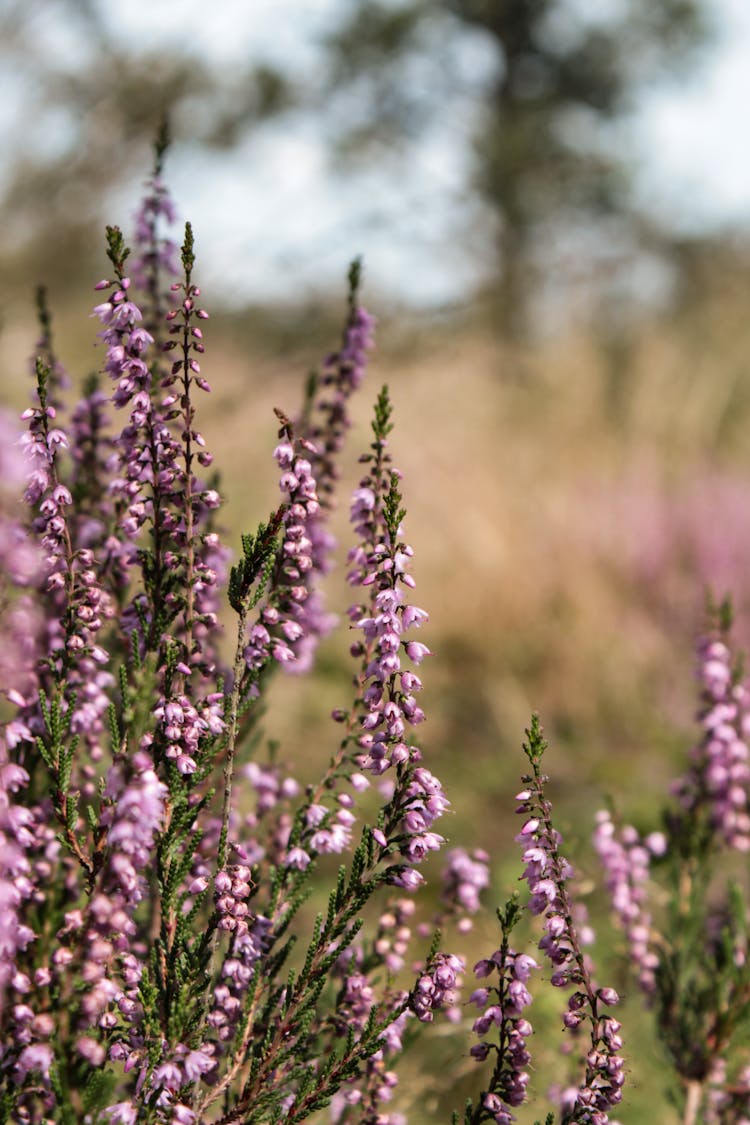 Close-up Of Heather Flowers 