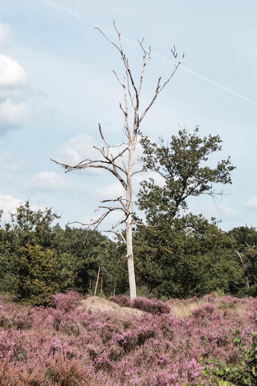 Empty Tree on a Lavender Field