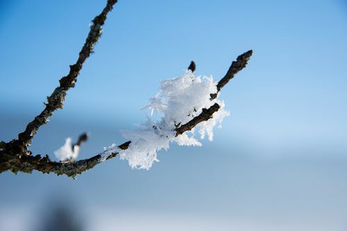 Free stock photo of blue, branch, cold