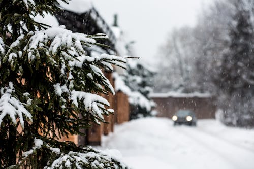 Green Pine Tree Covered With Snow