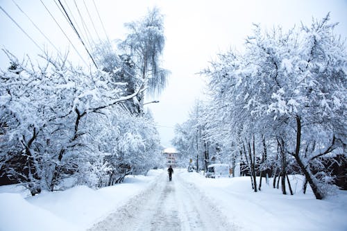 Winter View of Road between Trees
