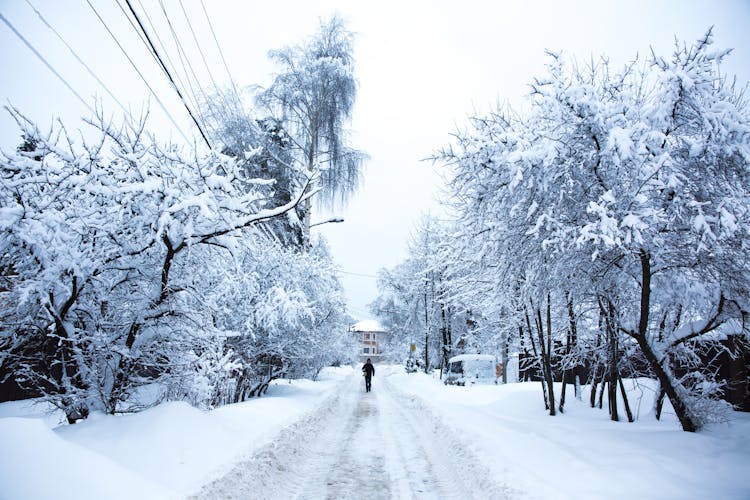 Winter View Of Road Between Trees