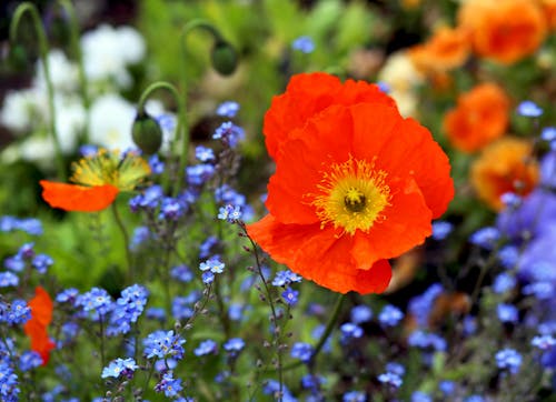 꽃, 들판, 셀렉티브 포커스의 무료 스톡 사진