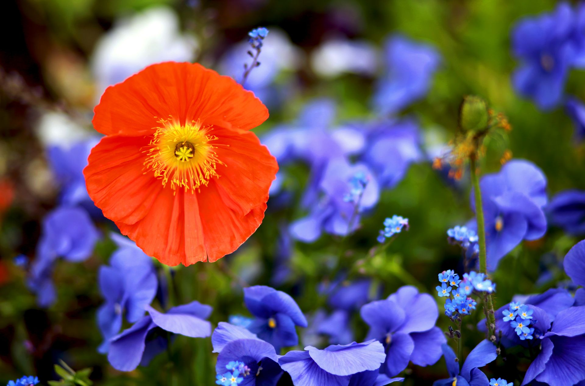 Bright red poppy amidst vibrant violets in a lush summer field. Perfect for floral themes.