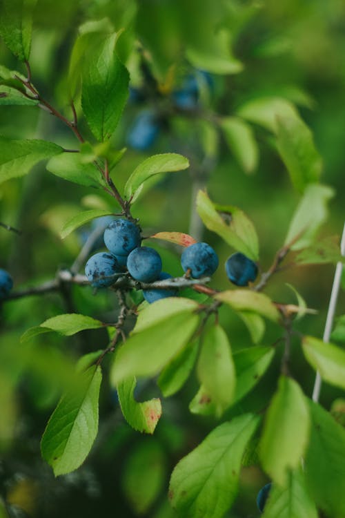 Close Up of Blueberries on Bush