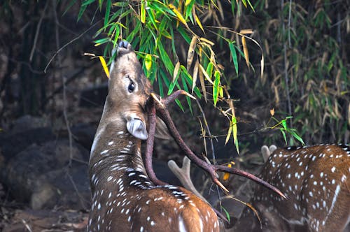 Free stock photo of deer feeding on green leaves