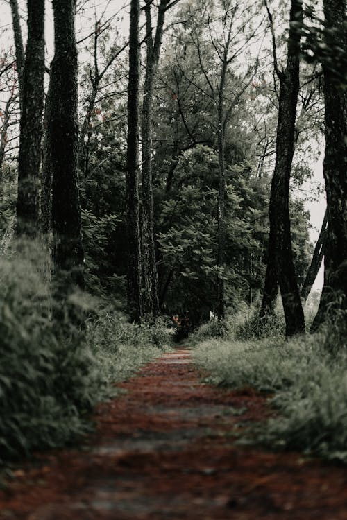 Footpath Between Trees