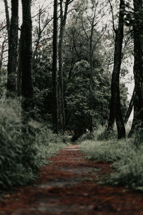 Free Discover the tranquility of a forest pathway enveloped by lush, towering trees during a misty day. Stock Photo