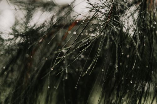 Free An artistic close-up of dew drops glistening on pine needles, capturing nature's beauty. Stock Photo