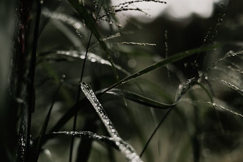 Close up of Grass with Raindrops
