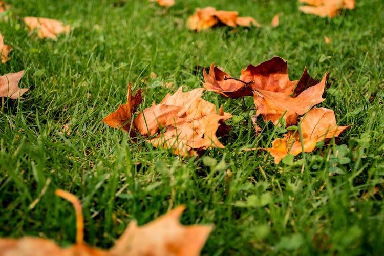 Close-Up Photo Of Dry Leaves On The Grass