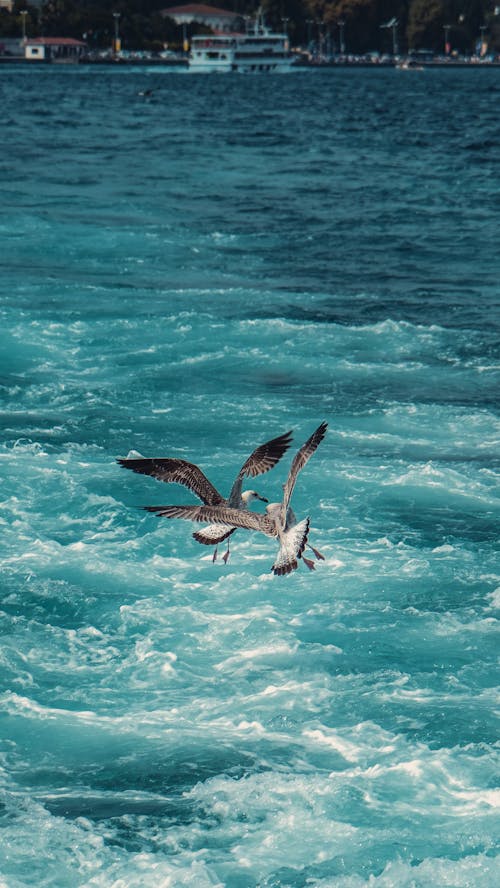 Free Brown and White Bird Flying over the Sea Stock Photo