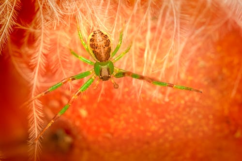 A Green Spider in Close-up Shot