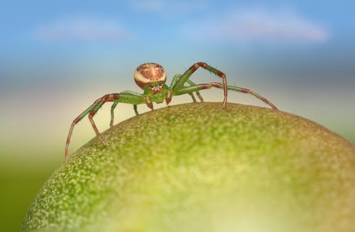 Close-Up Shot of a Spider 