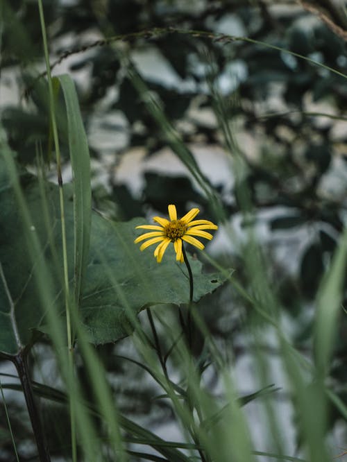 Gratis stockfoto met bloem, geel, groen