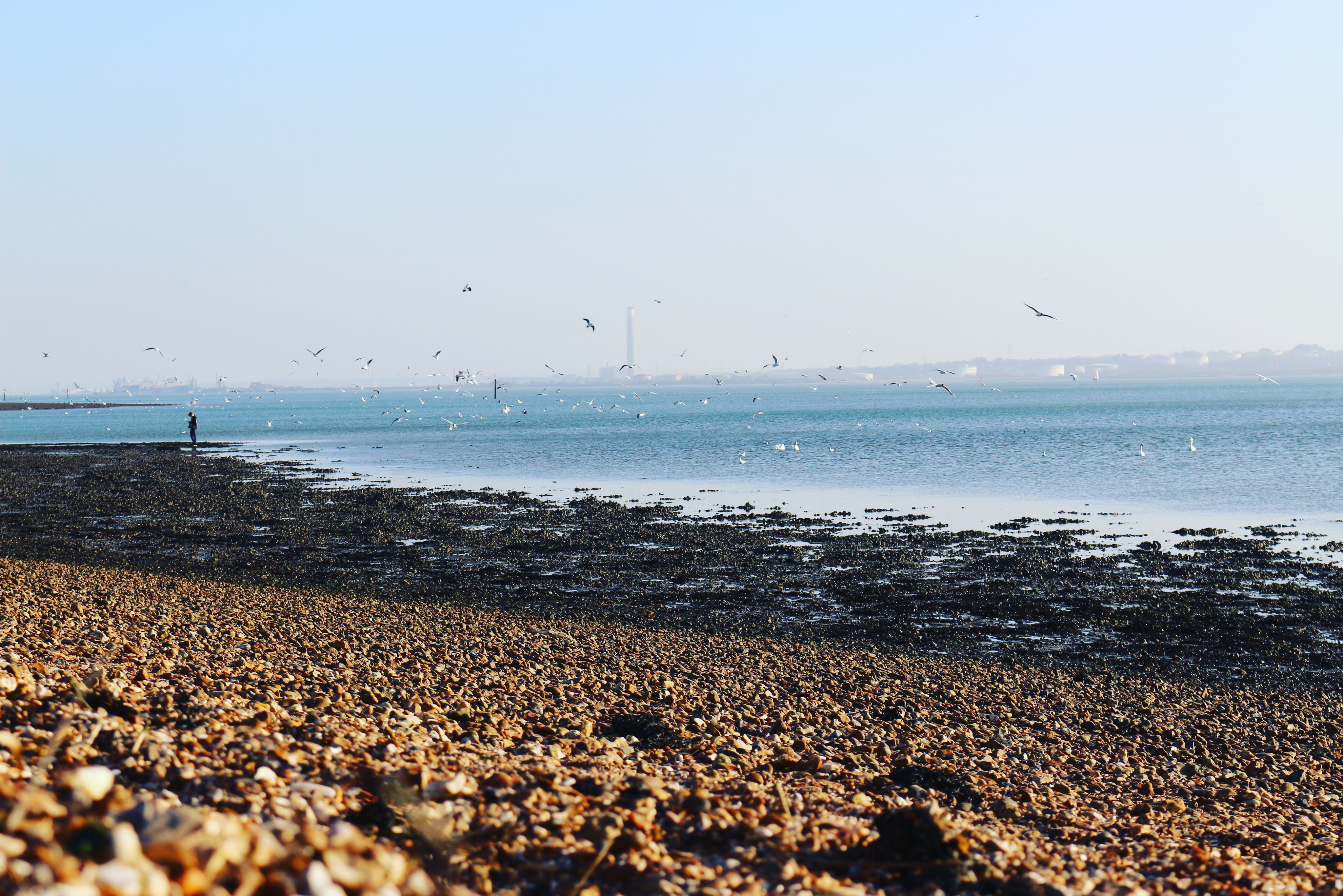 A tranquil scene of a rocky beach and calm waters at Shirley, England, with birds in flight.
