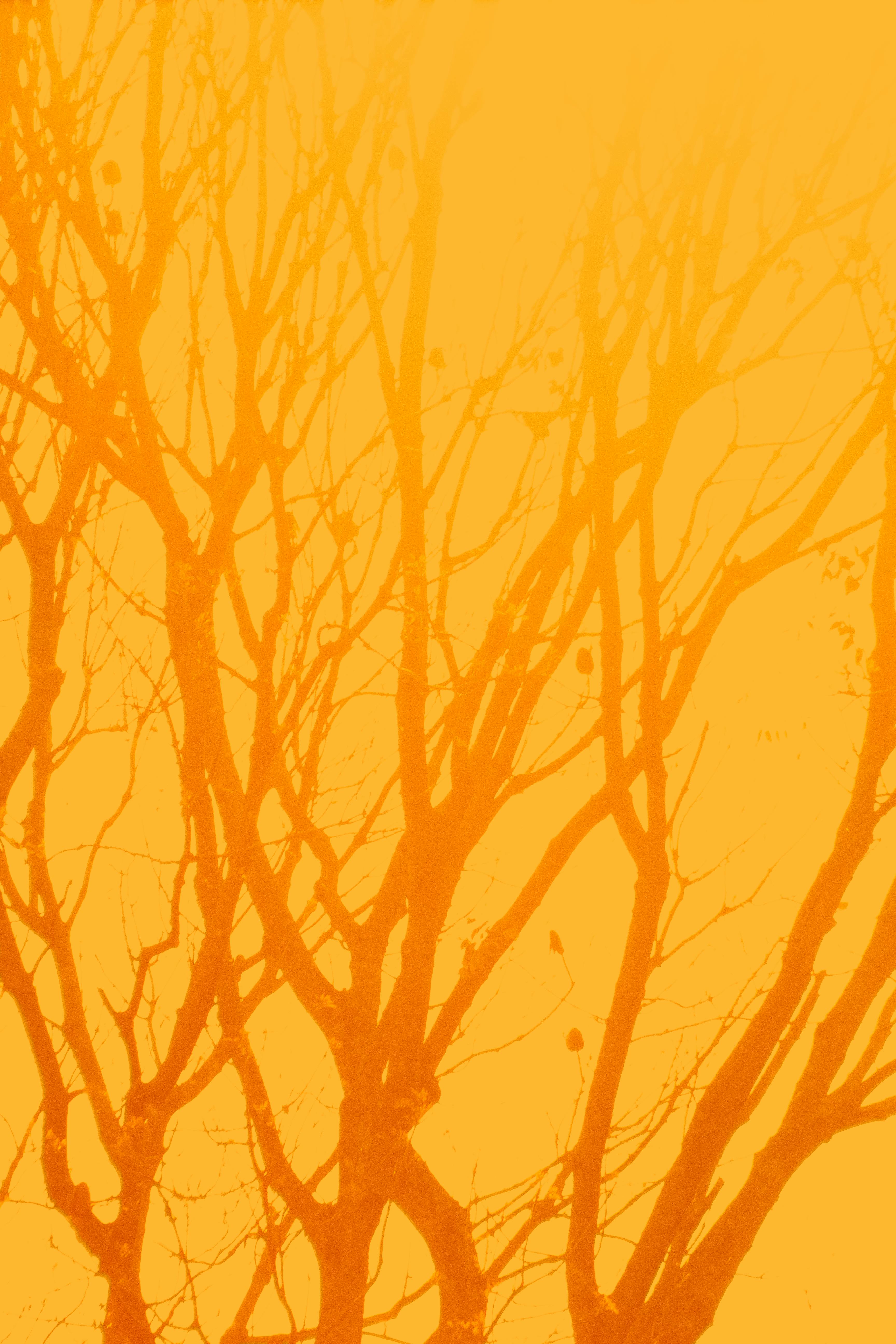 Silhouettes of bare tree branches set against a vivid orange sunset sky, creating a striking natural pattern.