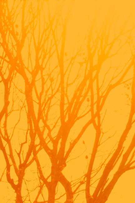 Silhouettes of bare tree branches set against a vivid orange sunset sky, creating a striking natural pattern.