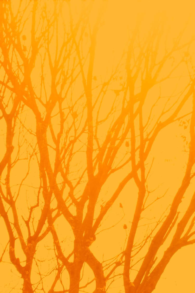 Photo Of Leafless Tree In Orange Sun Glow