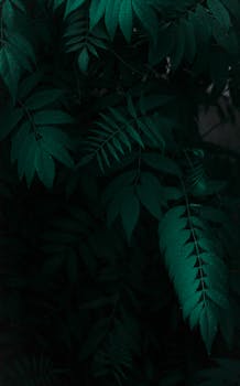 A moody close-up shot of dark green leaves with raindrops, showcasing natural beauty and tranquility.