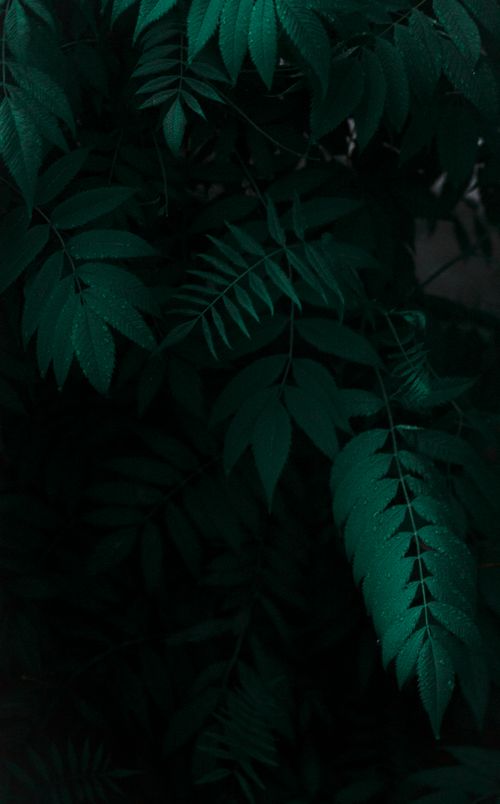 Free A moody close-up shot of dark green leaves with raindrops, showcasing natural beauty and tranquility. Stock Photo