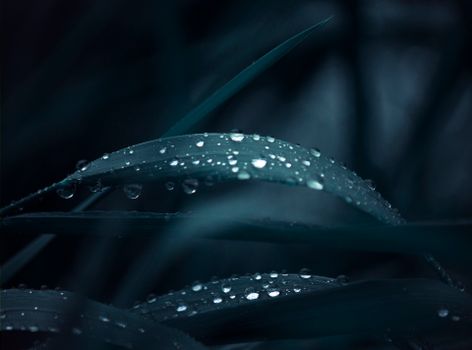 Stunning macro shot showcasing dewdrops on green leaves, creating a serene and natural atmosphere.
