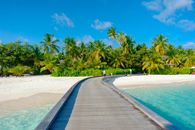 Palm Trees Near Body of Water