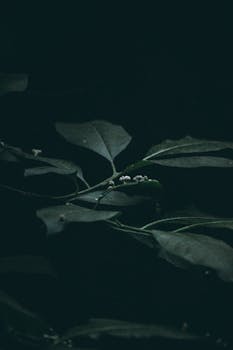 Close-up of dark green leaves against a black background creating a moody atmosphere.