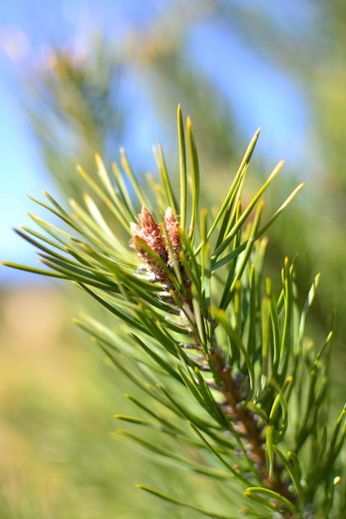 Gratis Daun Pinus Hijau Foto Stok