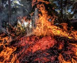 森林背景中，户外篝火的火焰充满活力，画面迷人