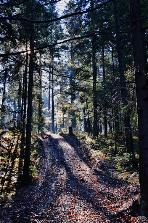 бесплатная Грунтовая дорога между зелеными деревьями в дневное время Стоковое фото
