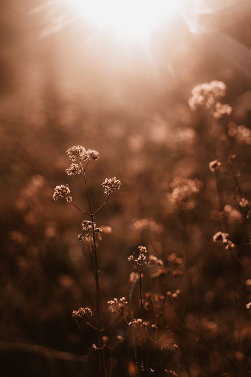 Free Delicate wildflowers basking in golden sunlight create a serene countryside scene during golden hour. Stock Photo