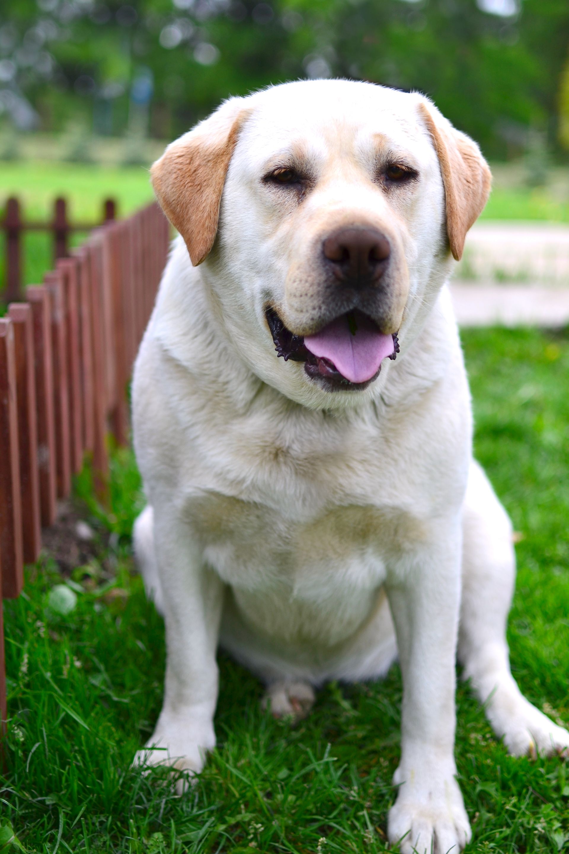 Black Labrador retriever in a Kansas pond on a water mark