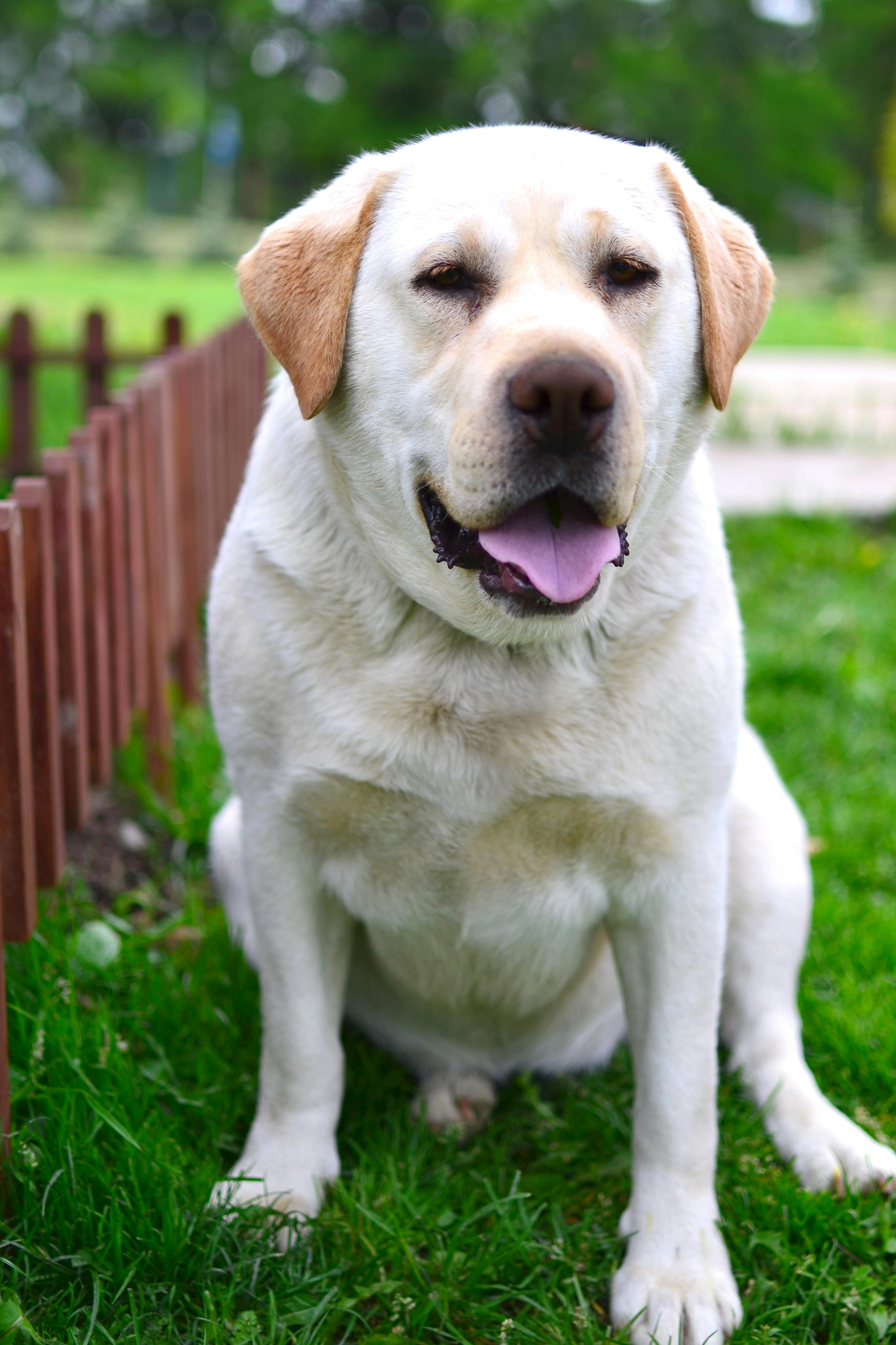 Adult Yellow Labrador Retriever on Grass Field Selective Focus