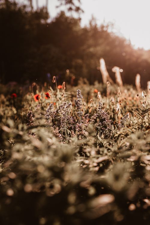 Free A lush blooming flower field captured under warm, golden sunlight, evoking a serene summer vibe. Stock Photo
