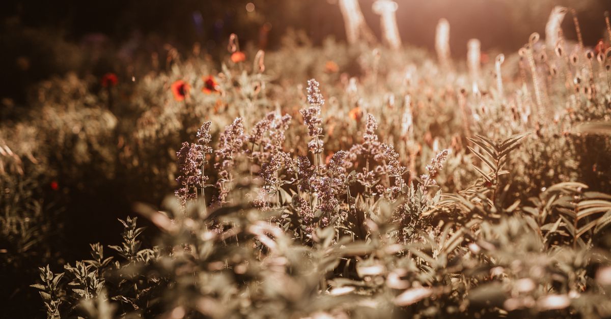 Cómo seleccionar las mejores plantas para tu jardín