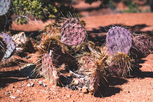 Brown and Purple Cactus Plants on the Ground