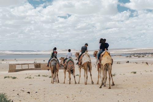 Бесплатное стоковое фото с верблюды, вид сзади, люди