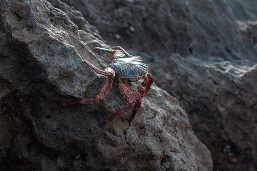 A Crab Crawling on Big Rock